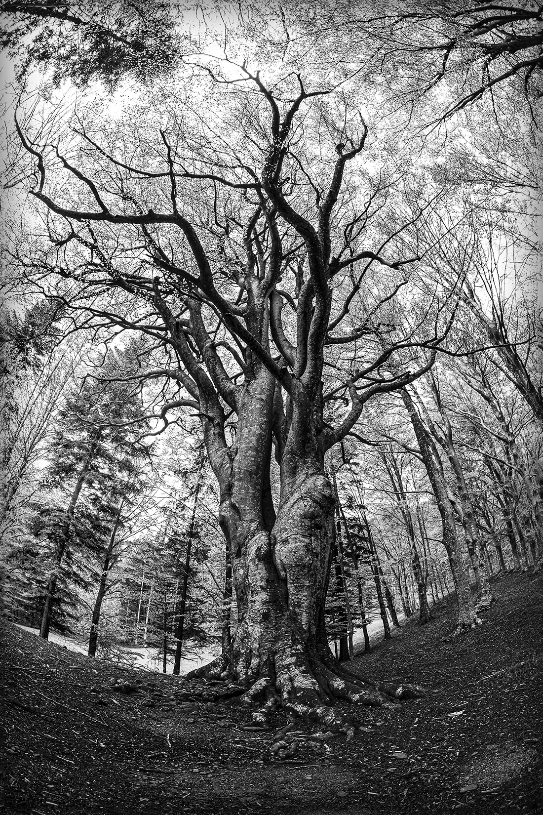 Foto Autore Leaf Creation - Bassano Fotografia