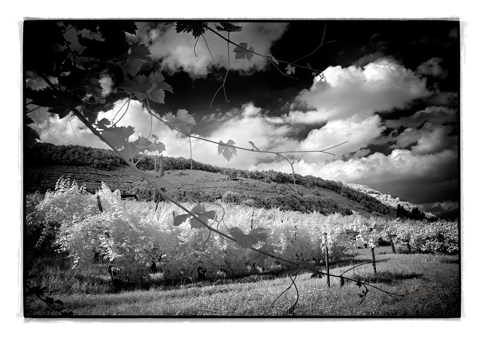 Foto Autore Claudio Schincariol - Bassano Fotografia Foto Autore Claudio Schincariol - Bassano Fotografia