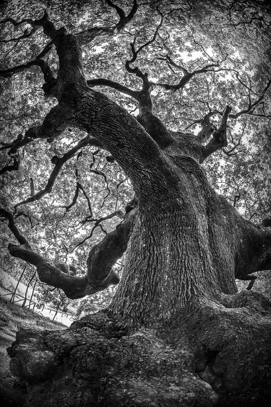Foto Autore Leaf Creation - Bassano Fotografia
